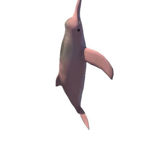 Pink dolphing